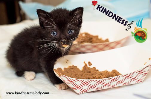بهترین غذا برای بچه گربه، غذای خشک است یا مرطوب؟