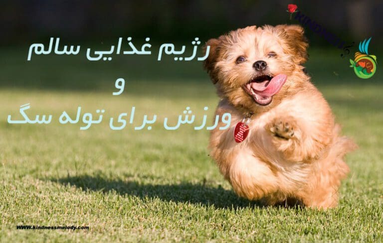 رژیم غذایی سالم و ورزش برای توله سگها