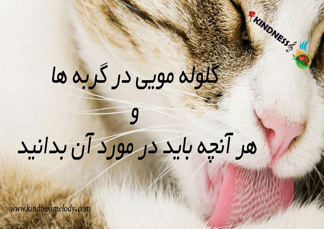 گلوله مویی گربه (هربال)