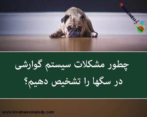 چطور مشکلات سیستم گوارشی در سگها را تشخیص دهیم