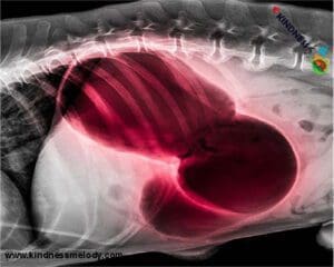 دستگاه گوارش سگ