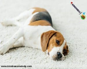 یبوست و مشکلات گوارشی در سگ