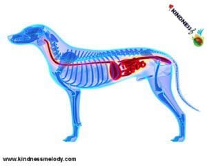 دستگاه گوارش سگ چگونه کار می کند