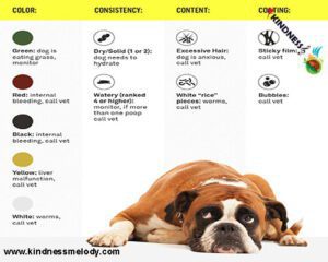 نوع مدفوع سگها می تواند در مورد بیماریهای پنهان آنها به شما اطلاعات بدهد.