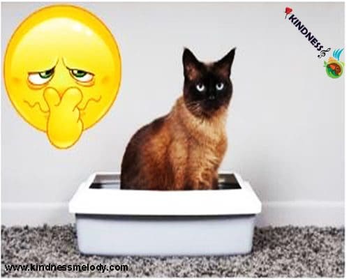 بوی مدفوع گربه ها