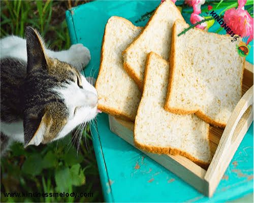 آیا نان برای گربه ها خطرناک است