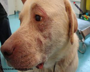 درمان آلرژی در سگها
