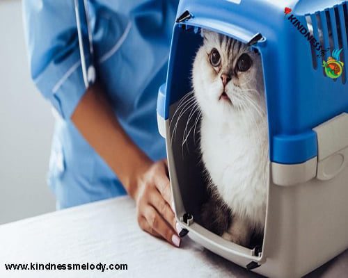 درمان اضطراب گربه ها در مورد حامل یا کریر