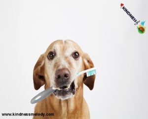 از دندان حیوانات خانگی مراقبت کنیم