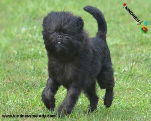 Affenpinscher-running-outdoors