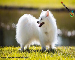 American-Eskimo-Dog-standing-in-the-grass-in-bright-sunlight