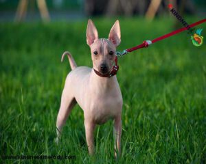 American-Hairless-Terrier-standing-in-the-grass-on-lead