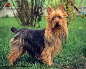 Australian-Terrier-standing-in-the-garden