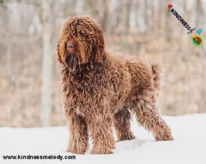 Barbet-standing-in-the-snow