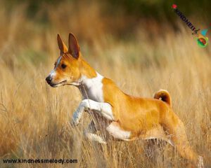 Basenji-running-through-a-field