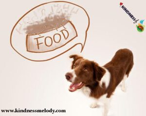 فواید تغذیه چرخشی برای حیوانات خانگی