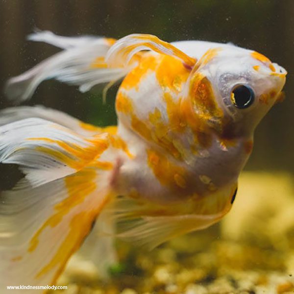 ماهی قرمز یا Goldfish
