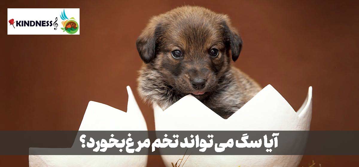 آیا سگ ها می توانند تخم مرغ بخورند