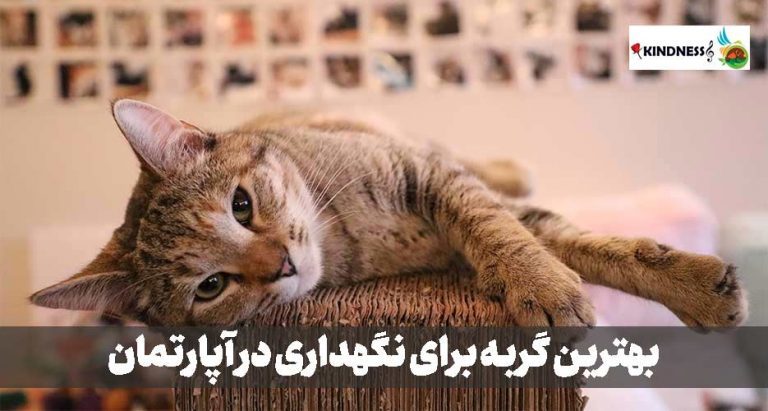 بهترین گربه برای نگهداری در آپارتمان