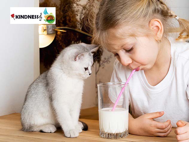آیا شیر برای گربه ضرر دارد؟
