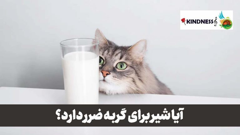 آیا شیر برای گربه ضرر دارد
