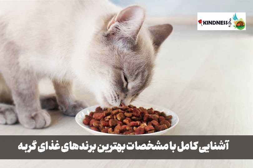 بهترین برند غذای گربه