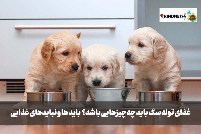 غذای توله سگ