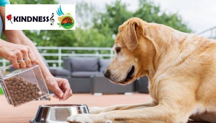 بهترین غذای سگ نگهبان