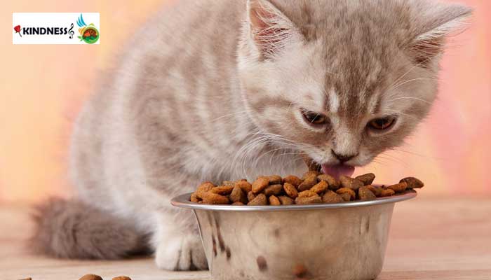 مزایای غذای خشک گربه