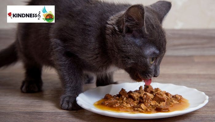 پوچ گربه چیست؟