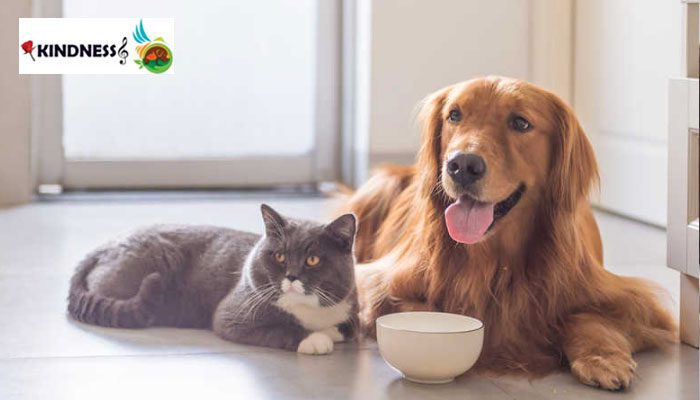 غذای مشترک گربه و سگ
