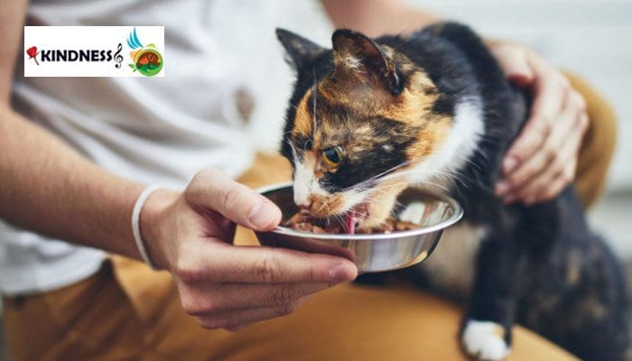 غذاهای مکمل برای گربه