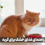 راهنمای غذای خشک گربه ها