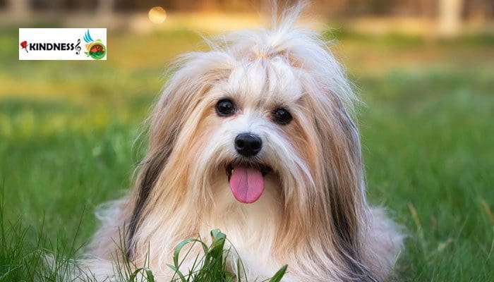 سگ با نژاد هاوانیز