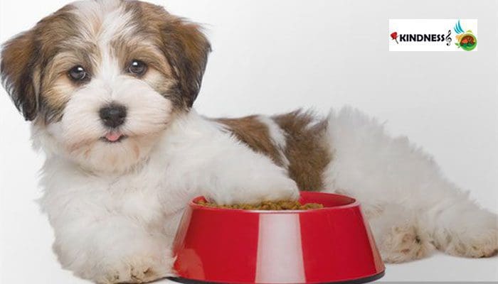 تغذیه سگ نژاد هاوانیز