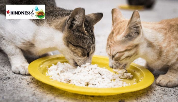 طعم های سوپ گربه