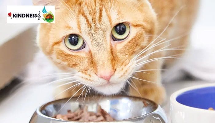 انواع پوچ گربه