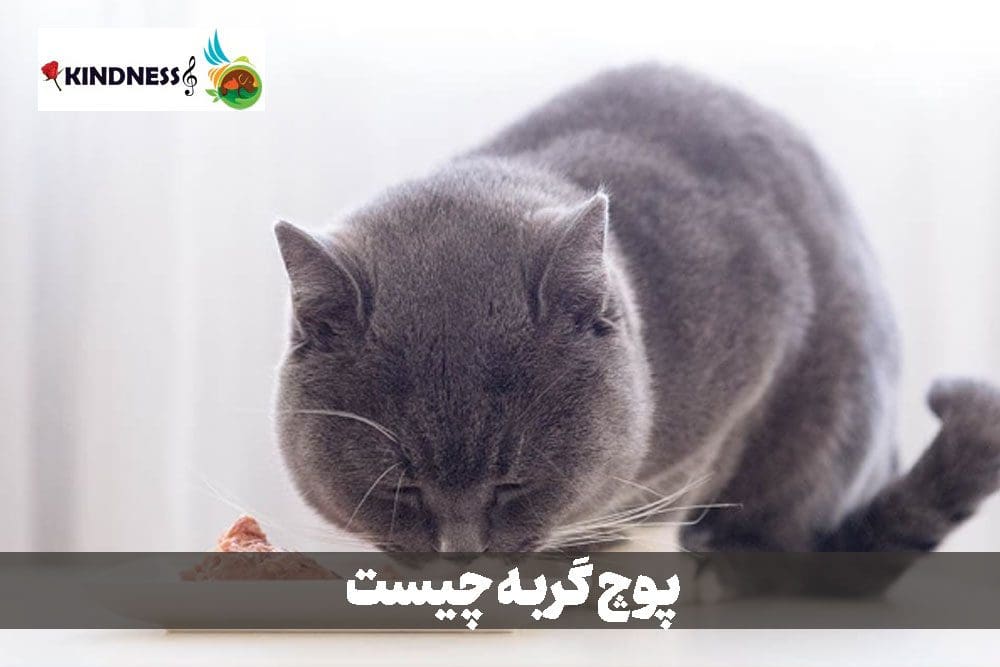 پوچ گربه