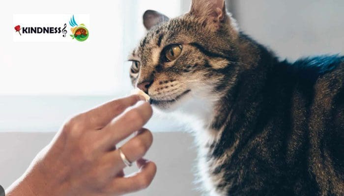 مولتی ویتامین برای گربه