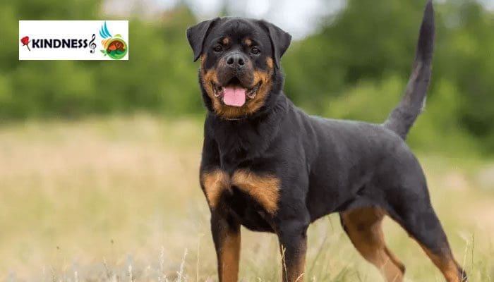 خصوصیات سگ روتوایلر