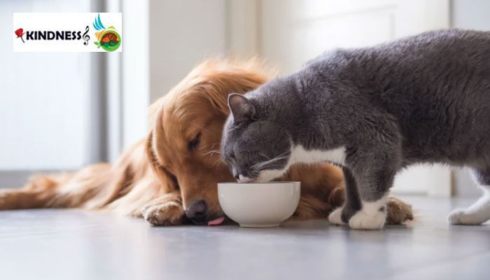 غذای خشک سگ و گربه