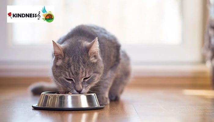 تفاوت پوچ با کنسرو گربه