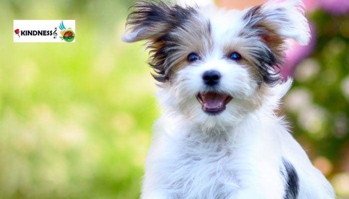 شخصیت و رفتار سگ هاوانیز