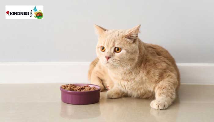 انواع غذای خشک گربه