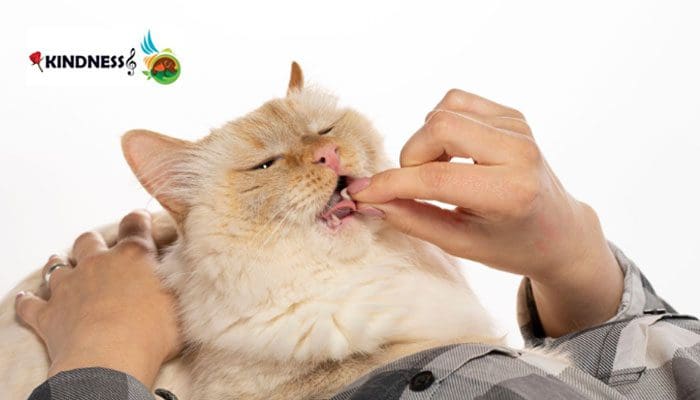 قرص ویتامین و مکمل برای گربه