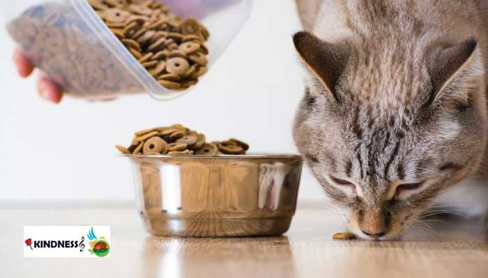 غذای خشک برای گربه
