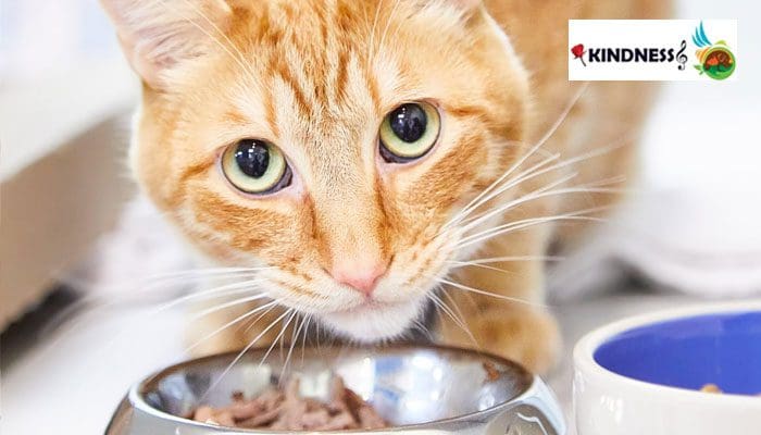 غذای خشک برای گربه ها