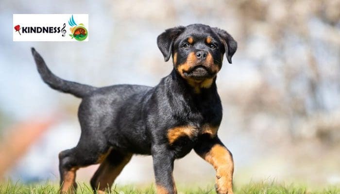تاریخچه سگ با نژاد روتوایلر