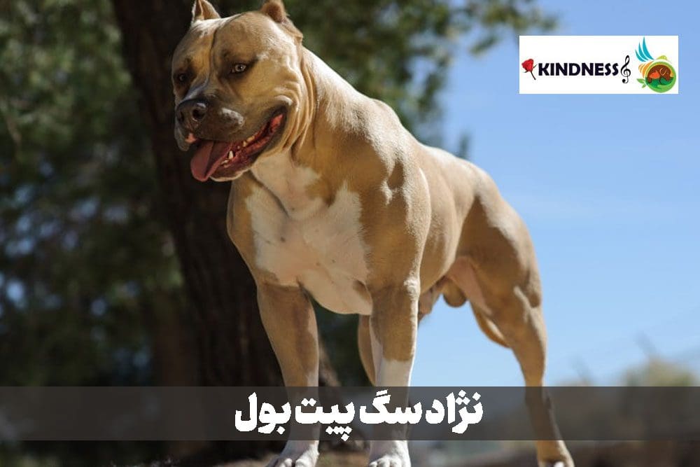 نژاد سگ پیت بول