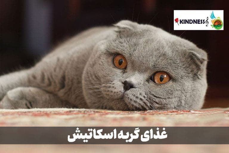 غذای گربه نژاد اسکاتیش